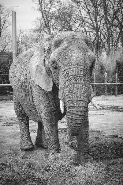 elephant_01282017_1