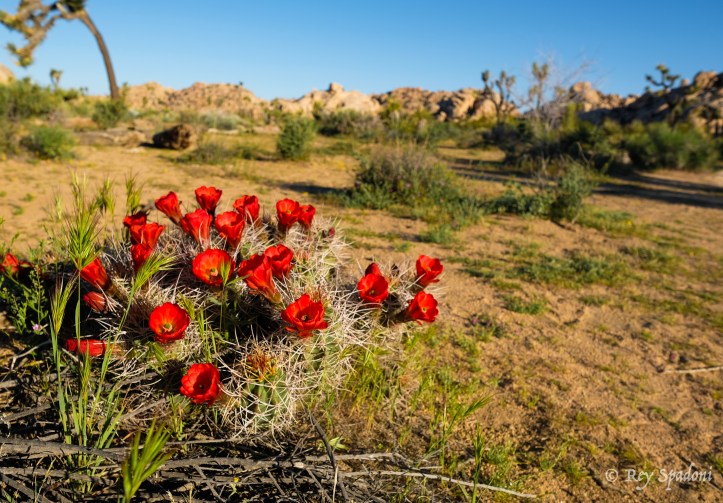 Rey Spadoni-06298-wm