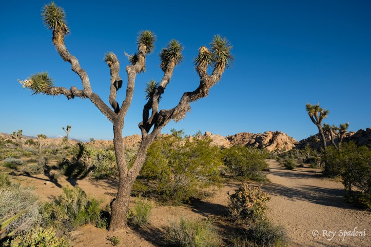 Rey Spadoni-06299-wm