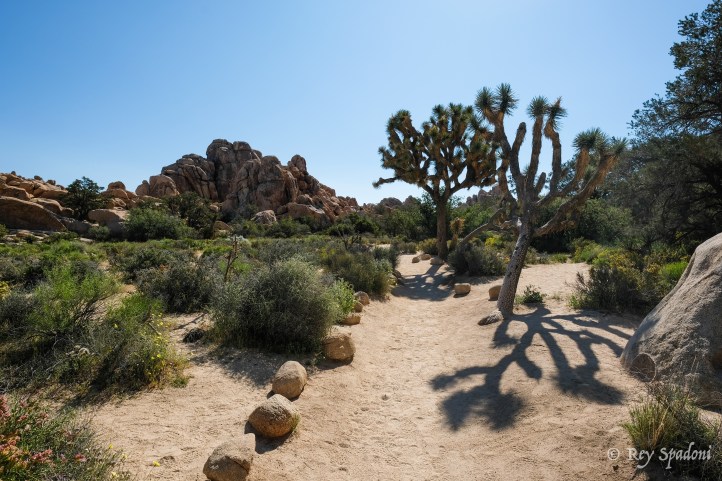 Rey Spadoni-06387-wm