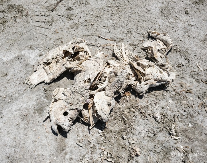 Rey Spadoni-06420-wm