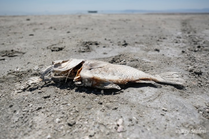 Rey Spadoni-06424-wm