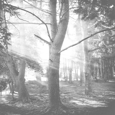 light_tree_06142017_1