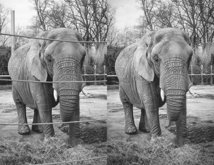 elephant_compare