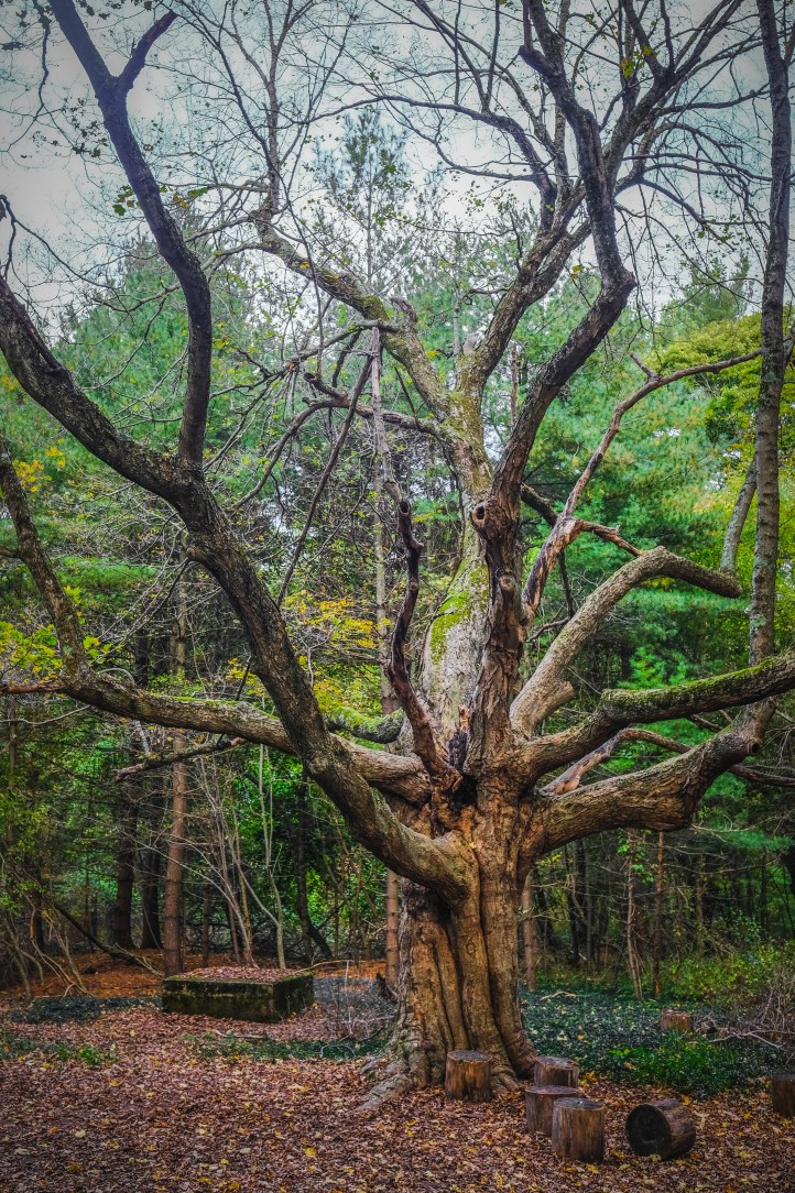 fsp_autumn_walk_10152017_2