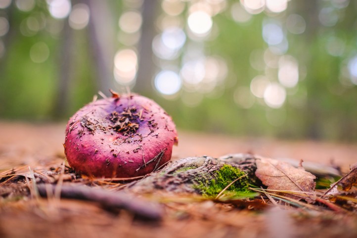 fsp_autumn_walk_10152017_4