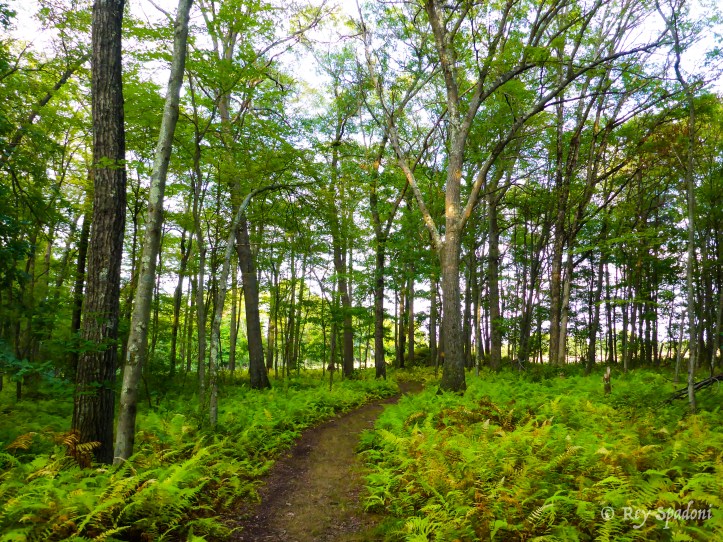 Rey Spadoni-1020195-wm