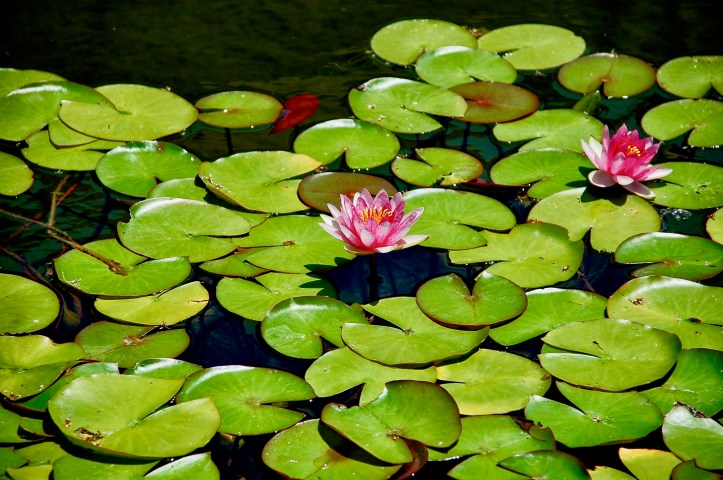 2005-08-05_DSC_0448_1_©Rey_Spadoni