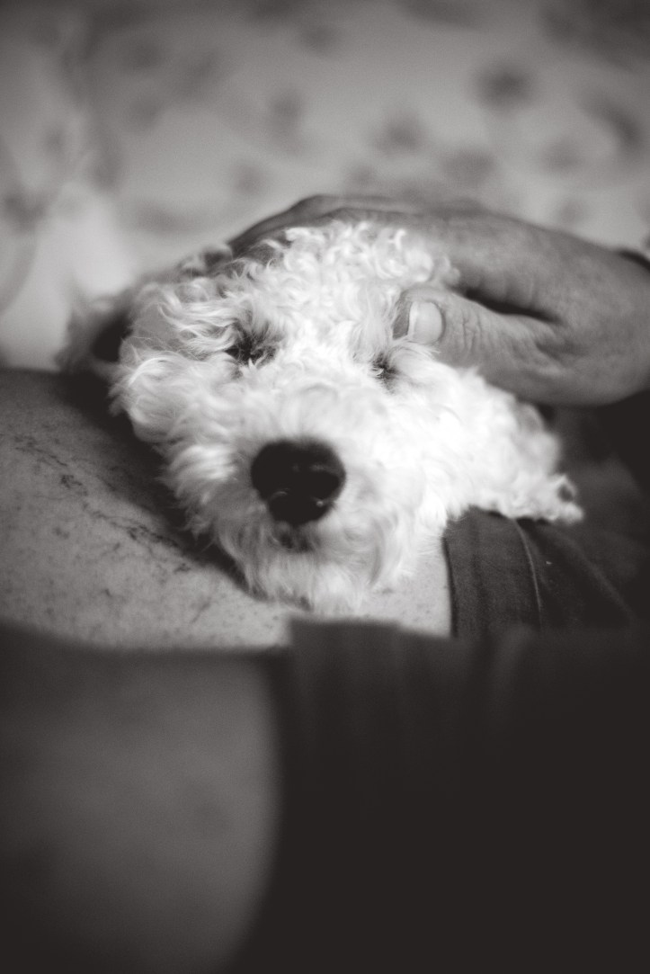 sleeping_bailey_10082017_1