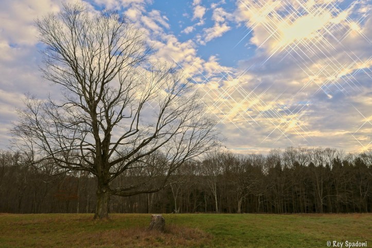 Rey Spadoni-1000007_processed.jpg