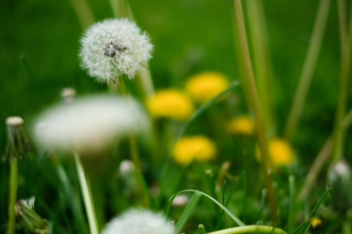 joey_day_136_051618_1