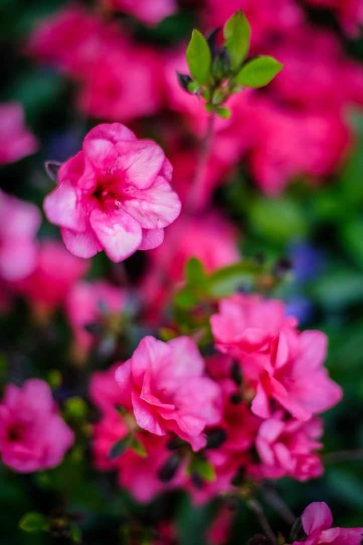 joey_day_138_051818_1