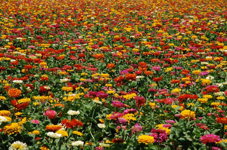 2005-08-07_DSC_0759_2_©Rey_Spadoni