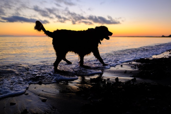 dog_beach_small_12302018