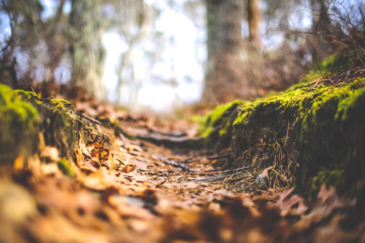 forest_floor_12312018