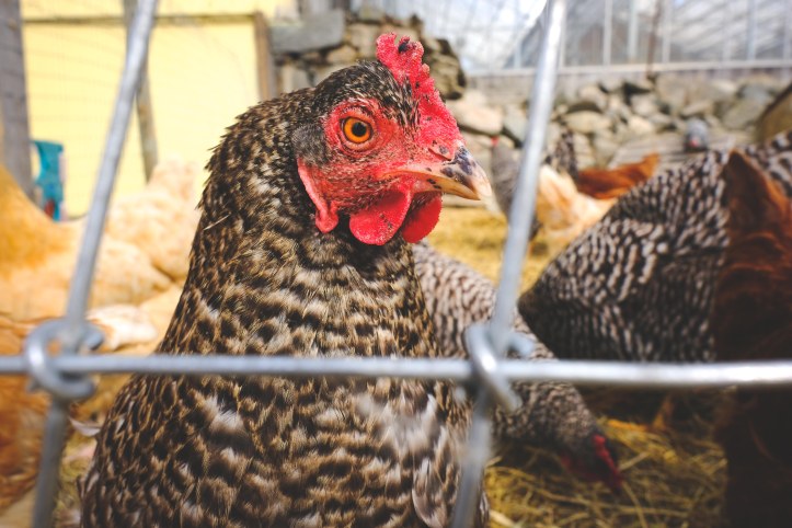 farm_life_03302019-2