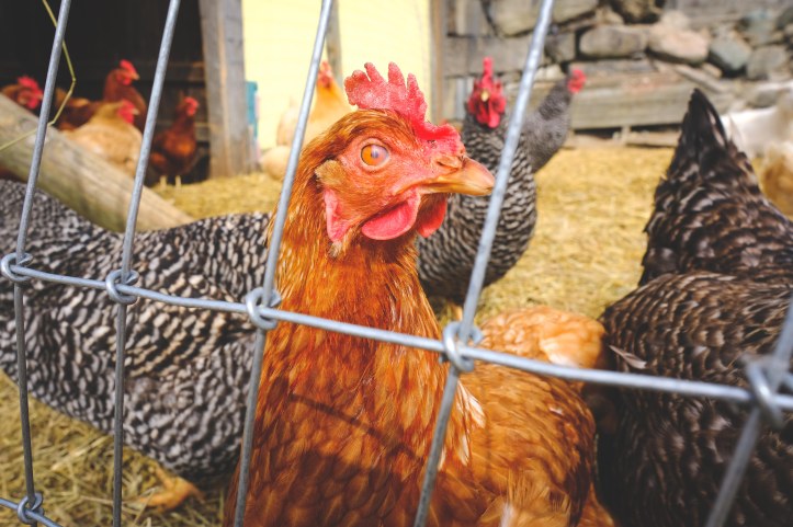 farm_life_03302019