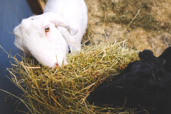farm_life_03312019-2
