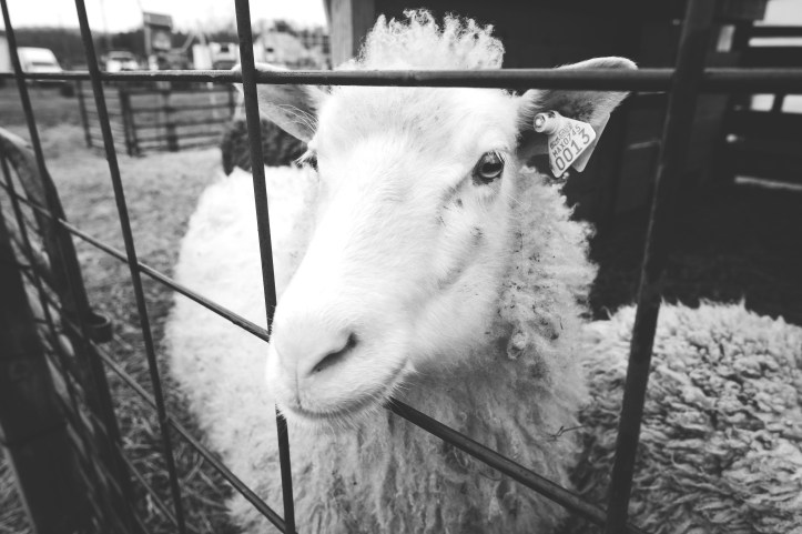 farm_life_03312019-3