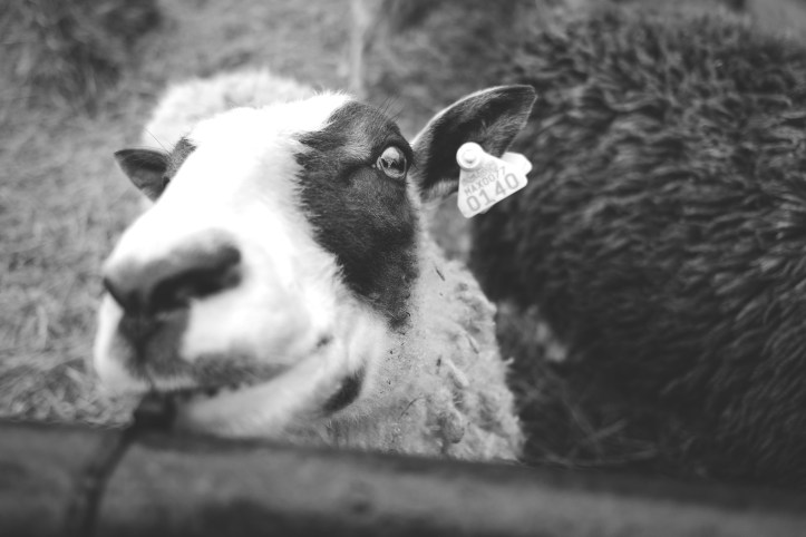 farm_life_03312019-4