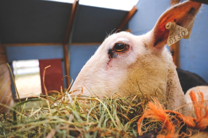farm_life_03312019