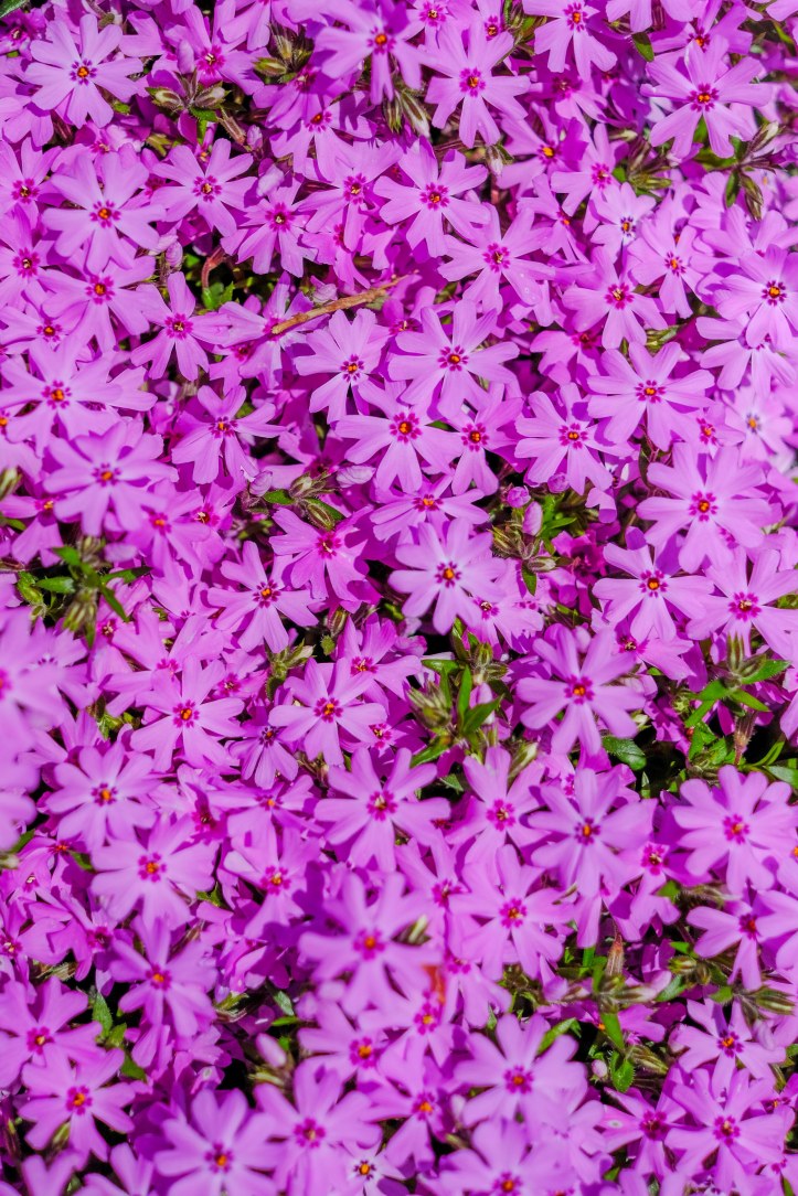 project_19_ordinary_05072019-3