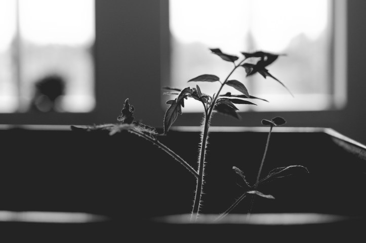 project_19_ordinary_05072019