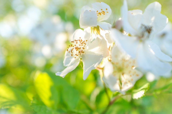 bright_flower_06092019