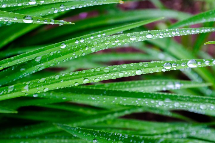 drops_grass_06162019