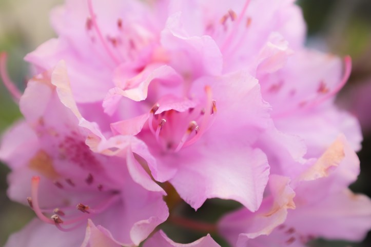 pink_flower_06042019