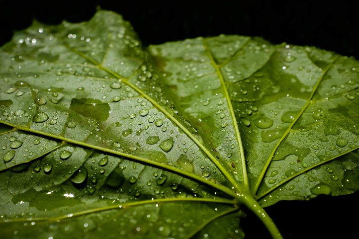 wet_leaf_06072019
