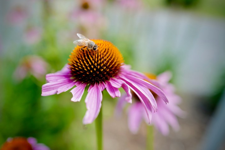 joey_leica_q2_08042019