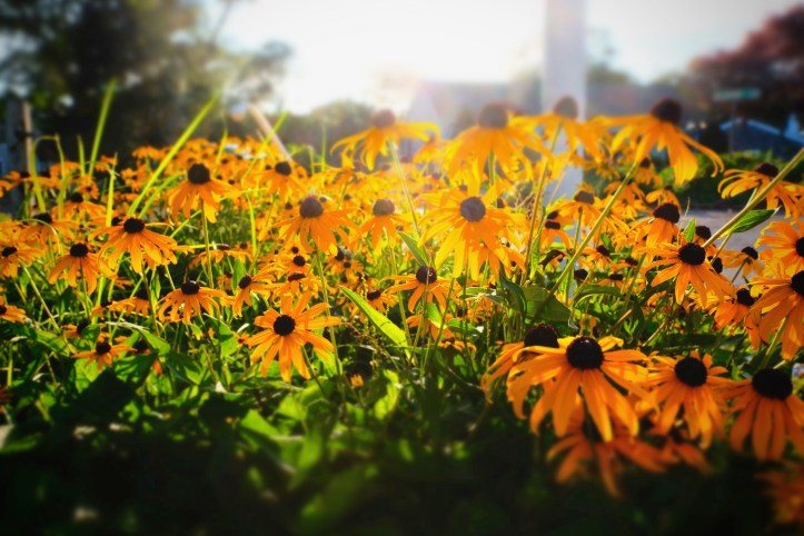miniature_mode_08082019_1