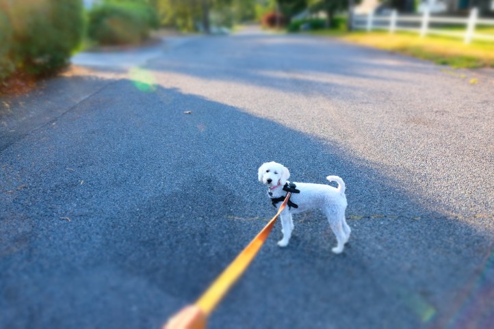 miniature_mode_08082019_2
