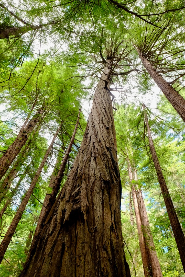 Muir_Woods_062619