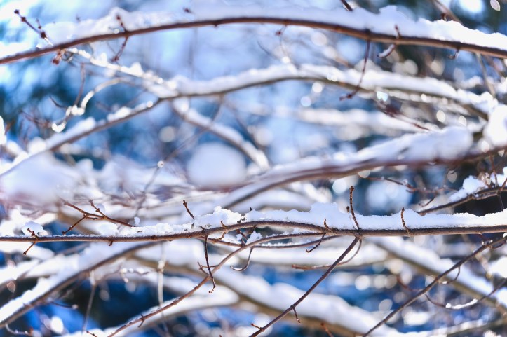 snowy_branches_121219