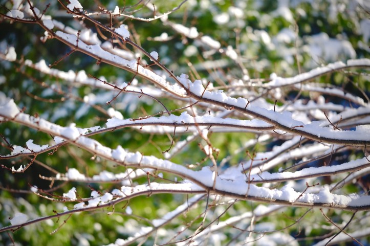 snowy_branches_121219